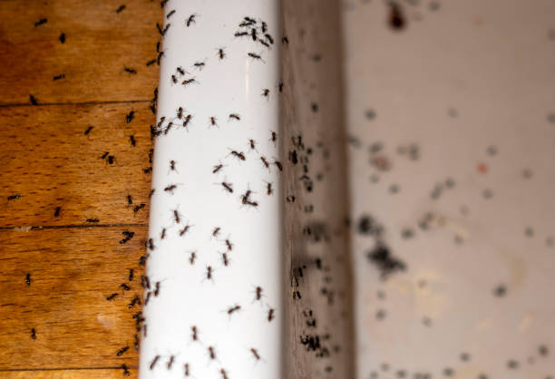 Best Emergency Pest Control  in Tallmadge, OH